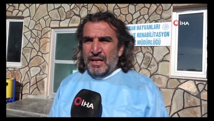 - Kırmızı listedeki yaralı yakalı toy kuşu tedavi altına alındı