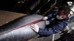 À Tokyo, un thon rouge vendu 165.000 euros aux enchères
