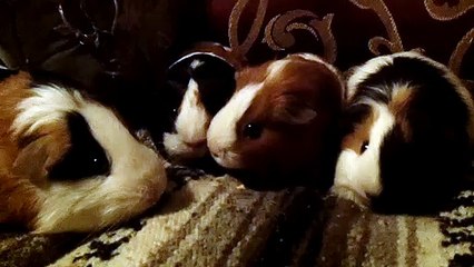 CAVIA PORCELLUS DAVID PARSLEY MONA TURMERIC 102_2619