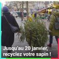 Après les fêtes, recyclez votre sapin de Noël !