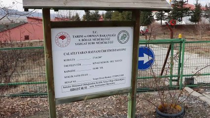 2021 yılının ilk keklik yumurtaları kuluçka makinasına girdi