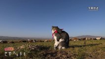 岩合光昭の世界ネコ歩き 「モンゴル」 (2019-11-01)
