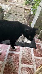 Kitty Brings Squirrel Glider as a Gift