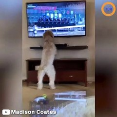 Ce chien est le plus grand fan de courses hippiques