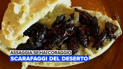 Assaggia se hai coraggio: scarafaggi del deserto