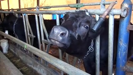 Süt ve süt ürünlerine zam yolda