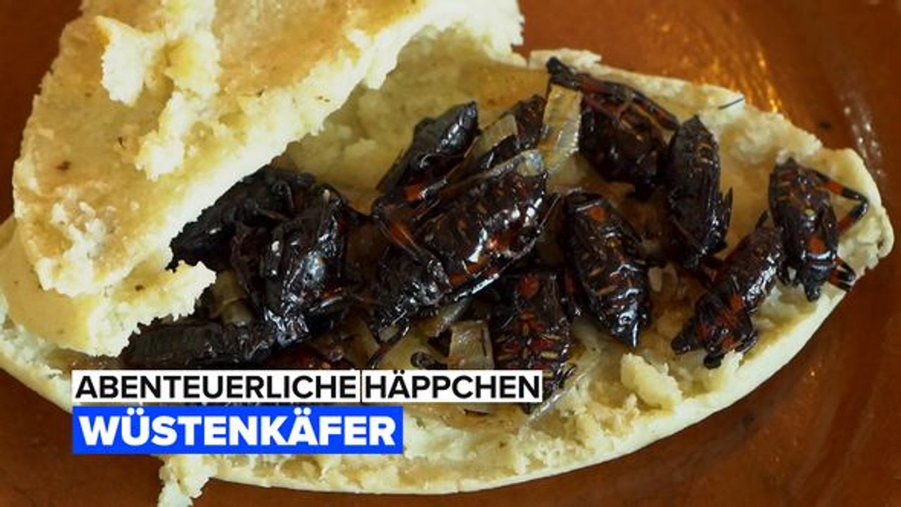 Abenteuerliche häppchen: xamues wüstenkäfer