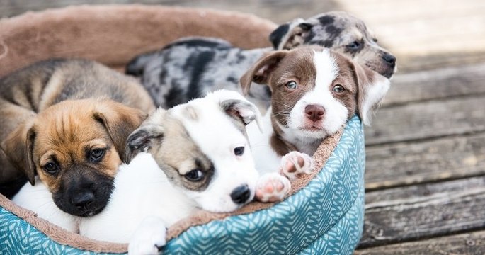 De nombreux chiens, achetés durant le confinement, sont abandonnés par leurs propriétaires