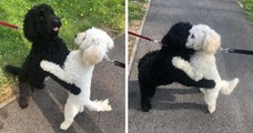 Ces deux chiens séparés à la naissance se retrouvent par hasard dans la rue après 10 mois de séparation