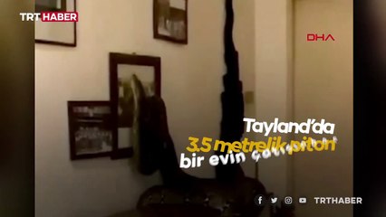 Tayland’da dev piton eve girdi