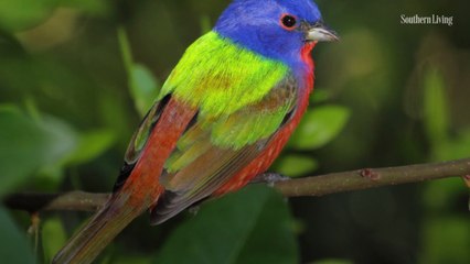 Unusual Visit From Very Colorful Bird Draws Crowds to Maryland Park