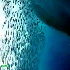 Il nage à coté d'un immense requin-baleine... magnifique
