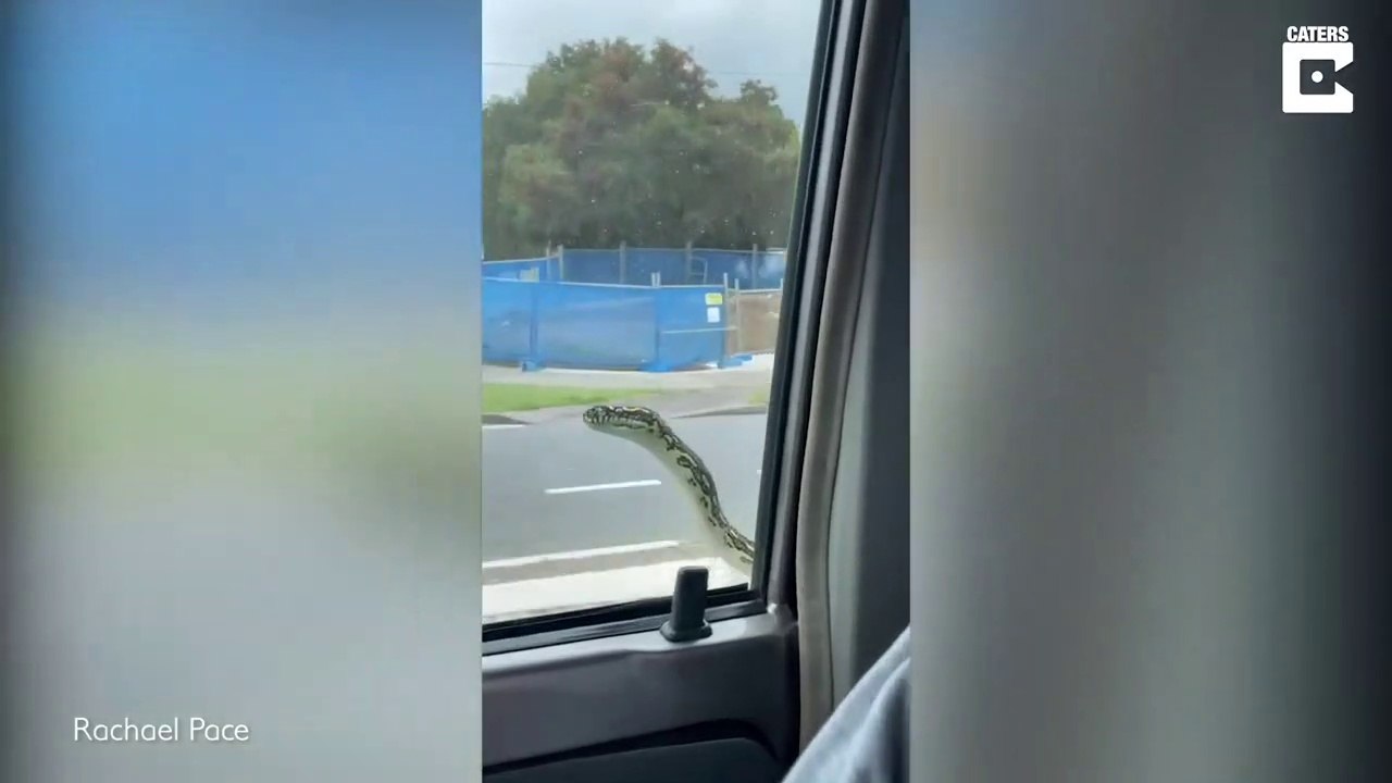 Ce gros serpent a voulu faire un petit tour de voiture
