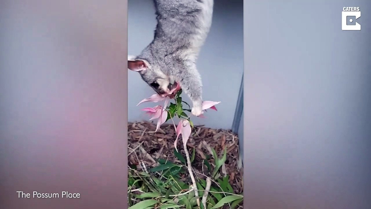 Cet opossum qui mange la tête en bas est adorable