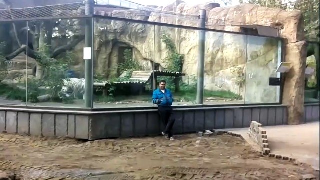 Тигр нападает на человека (московский зоопарк)