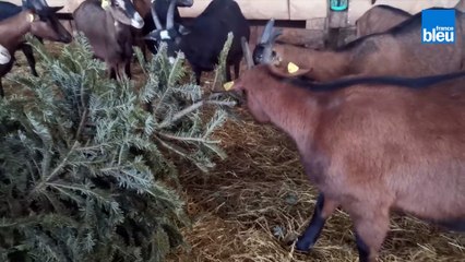 Les chèvres du Périgord recyclent les sapins de Noël