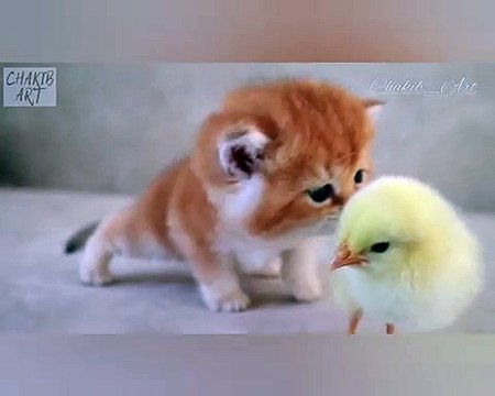 #RAP #hiphop #music #rapper #trap #beats #rapmusic #Artist #love #producer #newmusic #hiphopmusic #freestyle #rappers #soundcloud #art #explorepage #spotify #follow #Youtube #dj #like #trapmusic #rnb #hiphop #bhf Chick and cat_Belle poussin et chaton