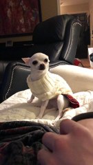Adorable Rescue Chihuahua Howls for Attention