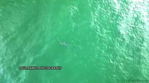 Hammerhead shark spotted off Florida's coast