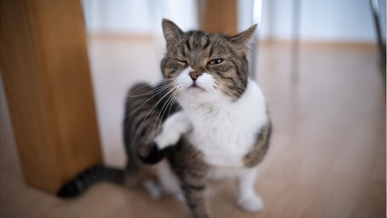 Is Your Flea Treatment Safe For Your Cat