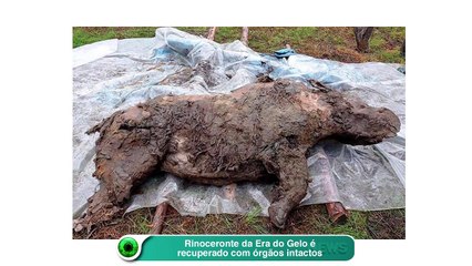Rinoceronte da Era do Gelo é recuperado com órgãos intactos