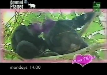 eutelsat Animal Planet -1998- Giants of the deep- Prime mates- a more