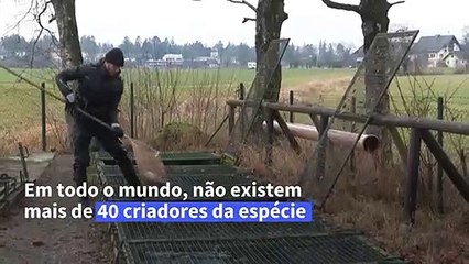 Caviar Branco: Ovas Raras de Esturjões Albinos 🥚