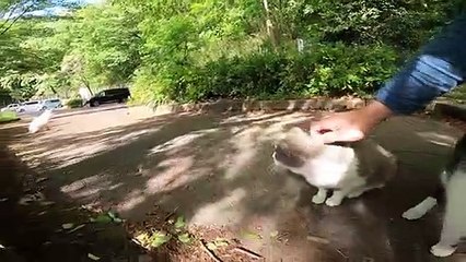 I took photos of stray cats living in Japan.