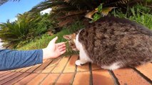 I took photos of stray cats living in Japan.42