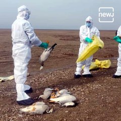 Bird Flu Strikes India, Many States Affected