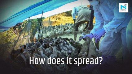 What is Bird Flu, how severe is the latest outbreak in India?