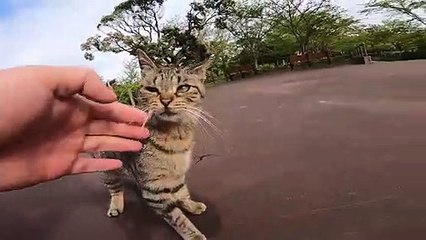I took photos of stray cats living in Japan.44