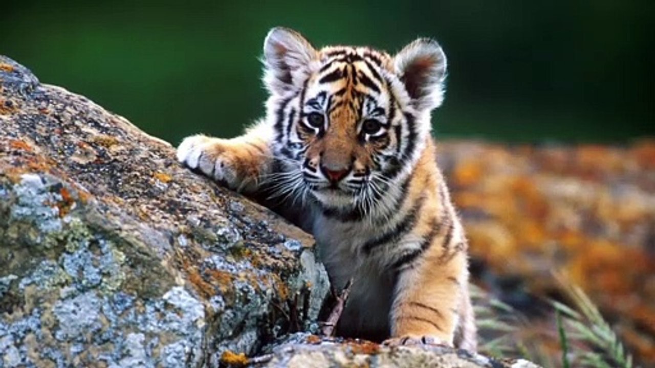 They Thought They Found A Muddy Puppy But Was Surprised What They Discovered Instead