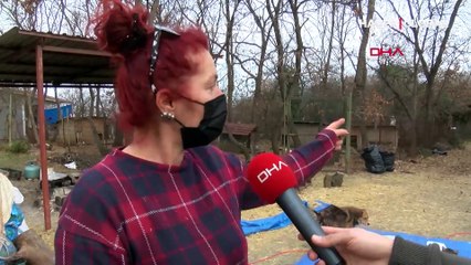 Köpeklerin sesinden rahatsız olunca 'komşusunu silahla tehdit etti' iddiası