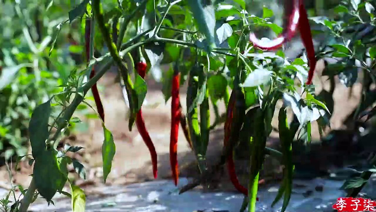 쓰촨 요리의 영혼-Doubanjiang