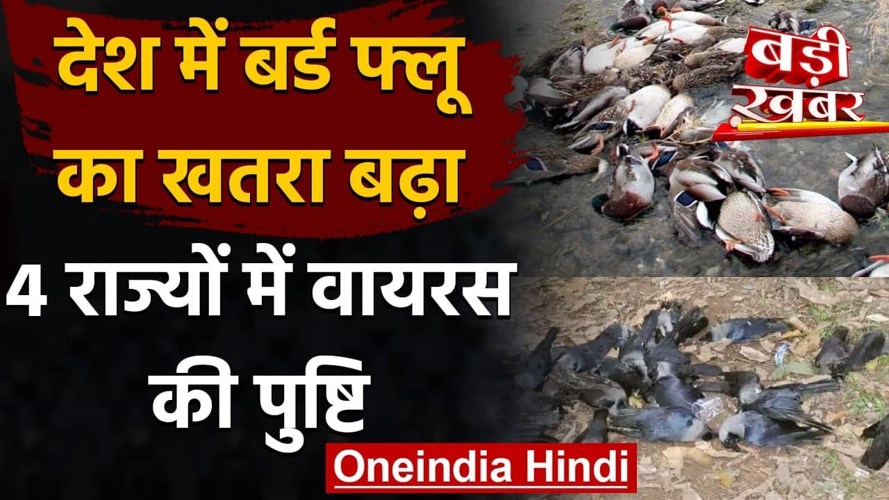 Bird Flu in India: देश में बढ़ा बर्ड फ्लू का खतरा, 4 राज्यों में Avian flu की पुष्टि |वनइंडिया हिंदी