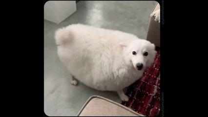 r/funny || Daily juicy memes | Funny Meme Photos Showing That Daily you laugh | Funny Memes