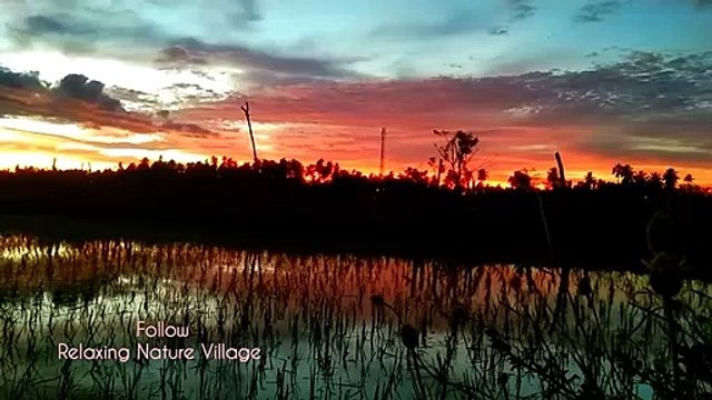 Relaxing Nature Sound-Meditation Music-Panorama Sunset View in Rice fields
