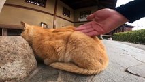 I took photos of stray cats living in Japan.47