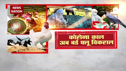 Bird Flu: अंडा है कितना सुरक्षित, चिकन खाएं या नहीं , देखें रिपोर्ट