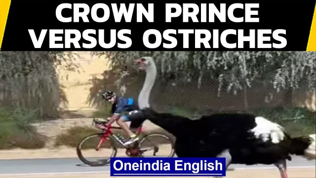 Dubai's crown ruler races ostriches, guess who won? | Oneindia News