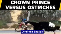 Dubai's crown ruler races ostriches, guess who won? | Oneindia News