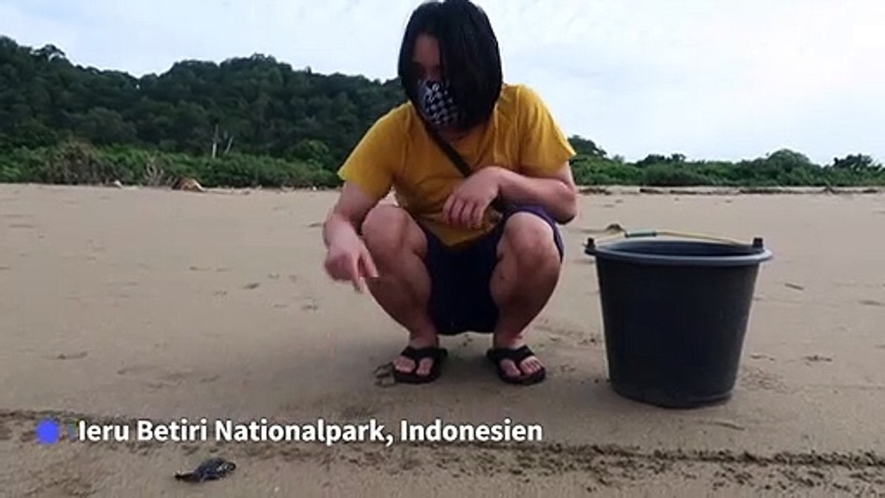 Baby-Schildkröten auf dem Weg in die Freiheit