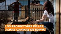 Los protectores de las almas caninas de Egipto