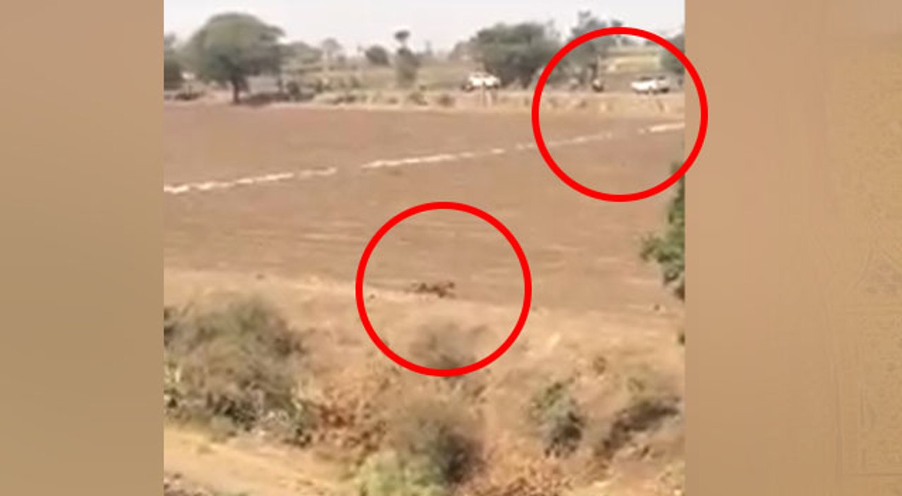 VIDEO: शेरों की तिकड़ी के बाद यहां तेंदुआ भी कर...