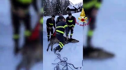 VIGILI DEL FUOCO - Ad Auronzo di Cadore ripescato e liberato cervo finito nel lago ghiacciato
