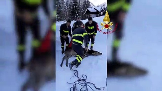 VIGILI DEL FUOCO - Ad Auronzo di Cadore ripescato e liberato cervo finito nel lago ghiacciato