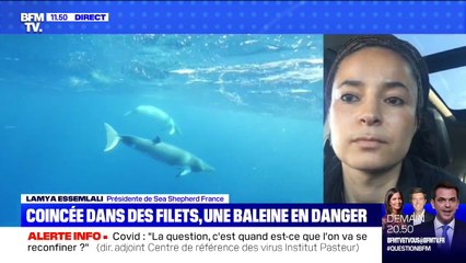 Une baleine est coincée dans des filets au Japon. Que faire pour la sauver? - BFMTV répond à vos questions