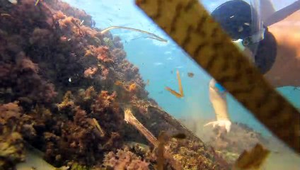 Face à face enchanté entre un plongeur et un poulpe dans les eaux du golfe de Saint-Tropez