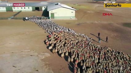 Annelerine kavuşmak isteyen kuzuların rekabeti